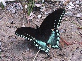 SpiceBush Swalowtail